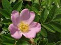 Carolina rose